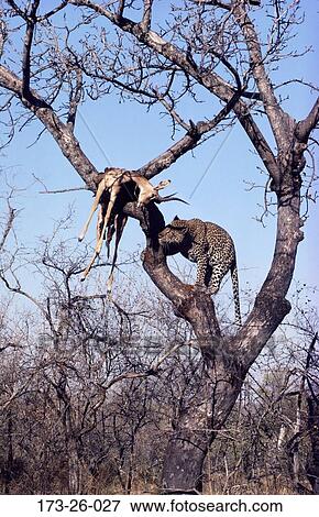 Outdoors, Tree, Leopards, Mammal, Wild, Big, 173 View Large Photo Image Stock Photo - Outdoors, Tree, Leopards, Mammal, Wild, Big, 173. Fotosearch