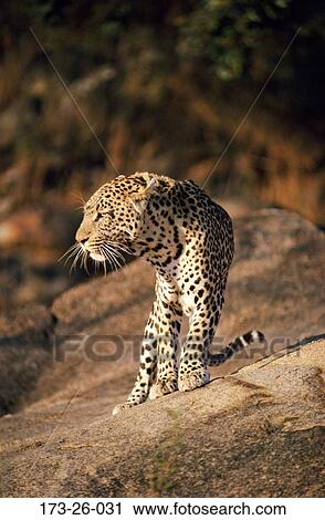 Outdoors, Wild, Wilderness, Leopards, Big, Leopard, Cats View Large Photo Image Stock Image - Outdoors, Wild, Wilderness, Leopards, Big, Leopard, Cats. Fotosearch