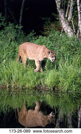 Pond, Wilderness, Cougar, Cat, Cougars, Wildlife, Animals View Large Photo Image Stock Photo - Pond, Wilderness, Cougar, Cat, Cougars, Wildlife, Animals. Fotosearch