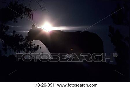 Silhouette, Sun, Big, Standing, Cat, Cougar, Animal View Large Photo Image Stock Image - Silhouette, Sun, Big, Standing, Cat, Cougar, Animal. Fotosearch