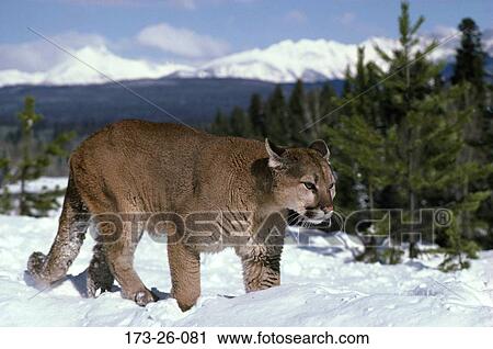 Snow, Wildlife, Cats, Wild, Animal, Mammal, Animals View Large Photo Image Stock Image - Snow, Wildlife, Cats, Wild, Animal, Mammal, Animals. Fotosearch