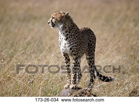 Picture - Standing, Cats, Animal, Cheetahs, 173, Outdoors, Animals. Fotosearch