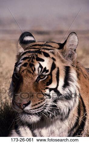 Tigers, Wild, Tiger, Close, Big, Shot, Close-up View Large Photo Image Stock Image - Tigers, Wild, Tiger, Close, Big, Shot, Close-up. Fotosearch