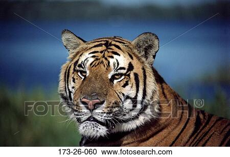 Stock Image - Up, Wilderness, Mammal, Animal, Wildlife, Tiger, Cat. Fotosearch