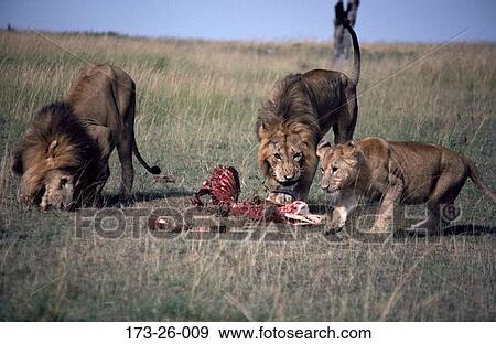 Stock Photo - Wild, African, Wildlife, Lion, Male, Lion, Animals. Fotosearch