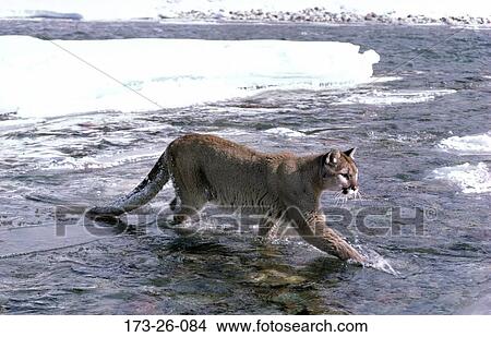 Picture - Wild, Animals, Snow, Water, Cats, Mammal, Cats. Fotosearch