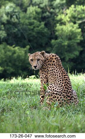 Wild, Big, Wilderness, Wildlife, Cat, Cats, Animal View Large Photo Image Stock Photo - Wild, Big, Wilderness, Wildlife, Cat, Cats, Animal. Fotosearch