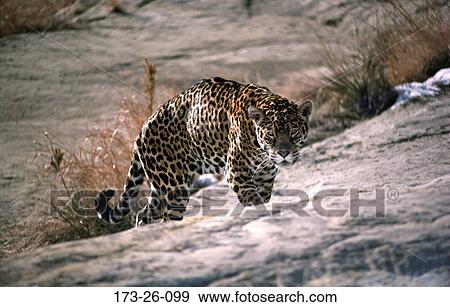 Wild, Cat, Mammal, Prowling, Stalking, Wildlife, Jaguar View Large Photo Image Stock Photo - Wild, Cat, Mammal, Prowling, Stalking, Wildlife, Jaguar. Fotosearch
