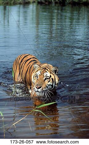 Wild, Cats, Outdoors, Animal, Tiger, Wilderness, Wild View Large Photo Image Stock Photo - Wild, Cats, Outdoors, Animal, Tiger, Wilderness, Wild. Fotosearch