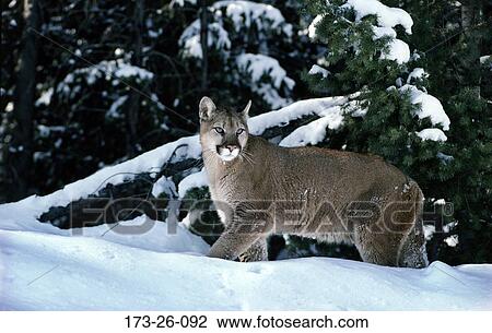 Wild, Cats, Wild, Walking, Cats, Animals, Cougars View Large Photo Image Stock Image - Wild, Cats, Wild, Walking, Cats, Animals, Cougars. Fotosearch