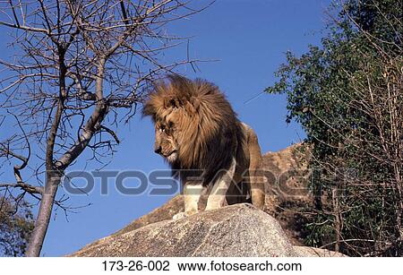 Wild, Lion, Outdoors, Lions, Lion, Male, African View Large Photo Image Stock Image - Wild, Lion, Outdoors, Lions, Lion, Male, African. Fotosearch