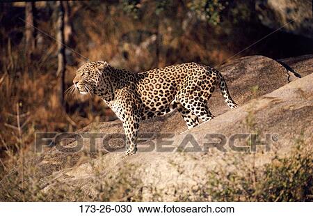 Stock Image - Wild, Standing, Leopards, Outdoors, 173, Wildlife, Leopard. Fotosearch