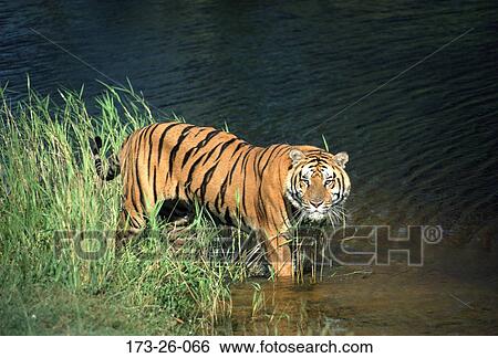 Wilderness, Animals, Outdoors, Pond, Wild, Cats, Tigers View Large Photo Image Stock Photograph - Wilderness, Animals, Outdoors, Pond, Wild, Cats, Tigers. Fotosearch