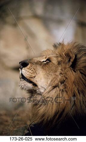 Wilderness, Cat, Cats, Lion, Animals, Lion, Male View Large Photo Image Stock Photography - Wilderness, Cat, Cats, Lion, Animals, Lion, Male. Fotosearch