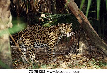 Wilderness, Cat, Wild, 173, Animals, Animal, Wild View Large Photo Image Stock Photo - Wilderness, Cat, Wild, 173, Animals, Animal, Wild. Fotosearch