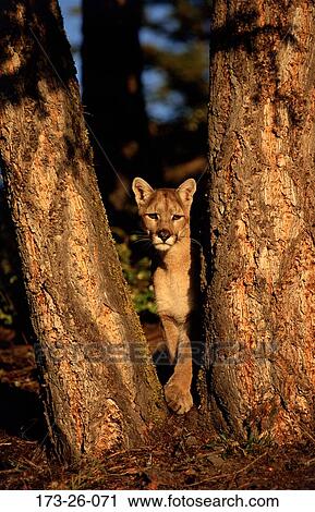 Wilderness, Cat, Wild, Cats, Wildlife, Standing, Outdoors View Large Photo Image Stock Image - Wilderness, Cat, Wild, Cats, Wildlife, Standing, Outdoors. Fotosearch