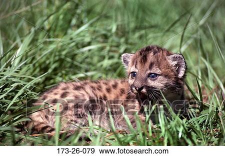 Wilderness, Cougar, Cougars, Outdoors, Cat, Growling, Cub View Large Photo Image Stock Photo - Wilderness, Cougar, Cougars, Outdoors, Cat, Growling, Cub. Fotosearch