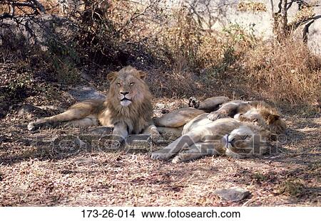 Wilderness, Lion, Outdoors, Cats, Lions, Animal, Wild View Large Photo Image Picture - Wilderness, Lion, Outdoors, Cats, Lions, Animal, Wild. Fotosearch