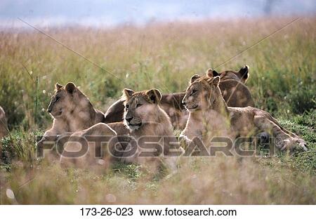 Wildlife View Large Photo Image Stock Image - Wildlife. Fotosearch
