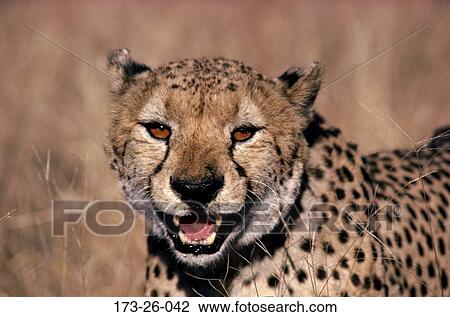 Stock Image - Wildlife, Wild, Outdoors, Cheetahs, Animals, Mammal, Cat. Fotosearch