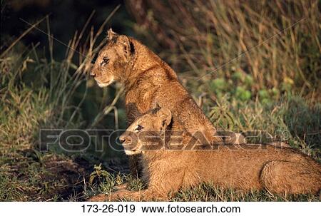Wildlife, Wilderness, Wild, 173, Cub, Male, Wild View Large Photo Image Stock Photo - Wildlife, Wilderness, Wild, 173, Cub, Male, Wild. Fotosearch