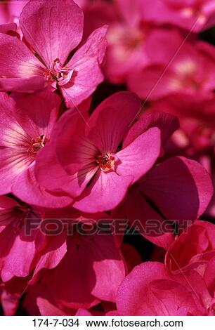 Stock Foto - blüte, draußen, blumen-, botanische, bluehende, bündel ... Stock Foto - blüte, draußen, blumen-, botanische, bluehende, bündel ...