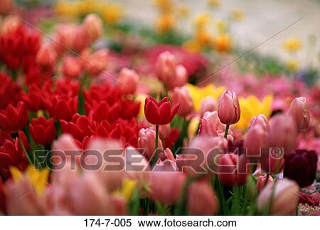 Bloom, Blooming, Tulip, Flowers, Flower, Blossom, Spring View Large Photo Image Stock Photography - Bloom, Blooming, Tulip, Flowers, Flower, Blossom, Spring. Fotosearch