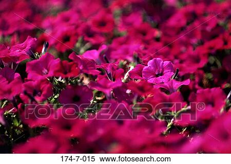 Stock Photography - Bloom, Blossoming, Pink, Flowers, Outdoors, Fresh, Floral. Fotosearch