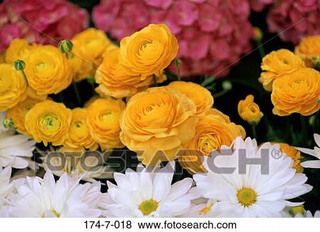 Blooming, Blossoming, Bloom, Fresh, Daisy, Close, Outdoors View Large Photo Image Stock Photo - Blooming, Blossoming, Bloom, Fresh, Daisy, Close, Outdoors. Fotosearch