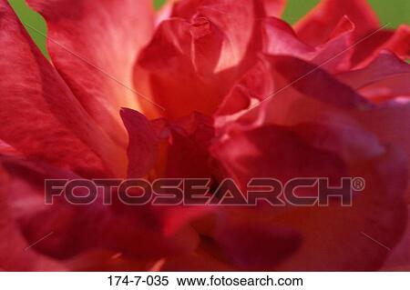 Blooming, Botanical, Blossoming, Fresh, Nature, Flowers, Up View Large Photo Image Stock Photography - Blooming, Botanical, Blossoming, Fresh, Nature, Flowers, Up. Fotosearch