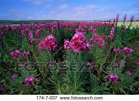 Blooming, Flowers, Pink, Outdoors, Bloom, Flower, Blossoming View Large Photo Image Stock Photo - Blooming, Flowers, Pink, Outdoors, Bloom, Flower, Blossoming. Fotosearch