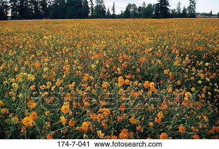 Blossom, Blooming, Outdoors, Spring, Cosmos, Flower, Floral View Large Photo Image Stock Image - Blossom, Blooming, Outdoors, Spring, Cosmos, Flower, Floral. Fotosearch