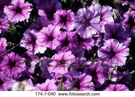 Blossom, Blossoming, Floral, Blooming, Perennial, Botanical, Purple View Large Photo Image Stock Image - Blossom, Blossoming, Floral, Blooming, Perennial, Botanical, Purple. Fotosearch