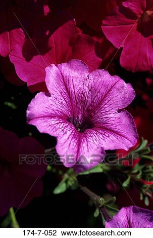 Blossom, Botanical, Perennial, Spring, Flower, Blooming, Up View Large Photo Image Stock Image - Blossom, Botanical, Perennial, Spring, Flower, Blooming, Up. Fotosearch