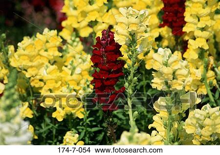 Blossom, Outdoors, Fresh, Blooming, Bloom, Floral, Flowers View Large Photo Image Picture - Blossom, Outdoors, Fresh, Blooming, Bloom, Floral, Flowers. Fotosearch