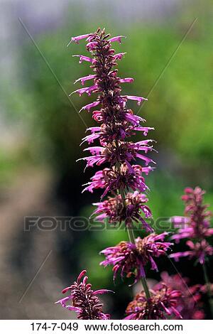 Stock Photo - Blossoming, Bloom, Close-up, Flowers, Blossom, Spring, Purple. Fotosearch
