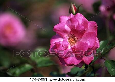 Blossoming, Floral, Fresh, Spring, Flower, Nature, Flowers View Large Photo Image Stock Image - Blossoming, Floral, Fresh, Spring, Flower, Nature, Flowers. Fotosearch