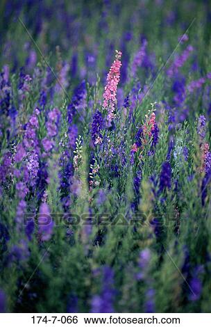Blossoming, Outdoors, Annual, Floral, Bloom, Meadow, Flowers View Large Photo Image Stock Photograph - Blossoming, Outdoors, Annual, Floral, Bloom, Meadow, Flowers. Fotosearch