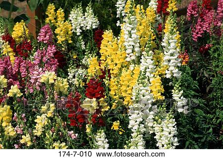 Stock Image - Blossoming, Perennial, Flower, Bloom, Outdoors, Snapdragon, Blooming. Fotosearch