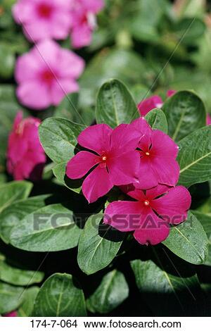 Stock Foto - bluehende, blumen, natur, draußen, blumen-, botanische ... Stock Foto - bluehende, blumen, natur, draußen, blumen-, botanische ...