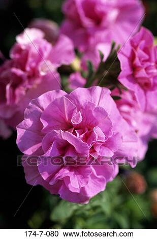 Botanical, Bloom, Blossom, Fresh, Outdoors, Rose, Bunch View Large Photo Image Stock Image - Botanical, Bloom, Blossom, Fresh, Outdoors, Rose, Bunch. Fotosearch
