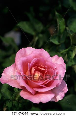 Botanical, Blossoming, Flower, Up, Close, Pink, Flowers View Large Photo Image Picture - Botanical, Blossoming, Flower, Up, Close, Pink, Flowers. Fotosearch