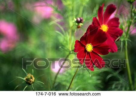 Botanical, Red, Blossom, Floral, Nature, Flower, Up View Large Photo Image Stock Photograph - Botanical, Red, Blossom, Floral, Nature, Flower, Up. Fotosearch