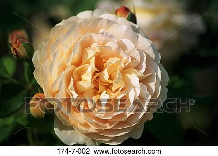 Stock Image - Botanical, Single, Spring, Outdoors, Fresh, Blooming, Flower. Fotosearch