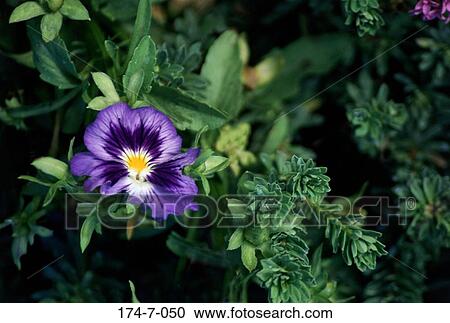 Botanical, Spring, Flower, Blossom, Flower, Nature, Flowers View Large Photo Image Stock Image - Botanical, Spring, Flower, Blossom, Flower, Nature, Flowers. Fotosearch