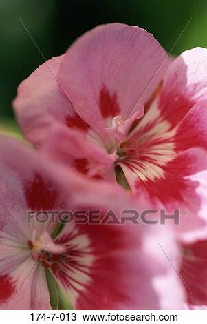 Close, Blooming, Up, Blossoming, Blossom, Flowers, Closeup View Large Photo Image Stock Image - Close, Blooming, Up, Blossoming, Blossom, Flowers, Closeup. Fotosearch
