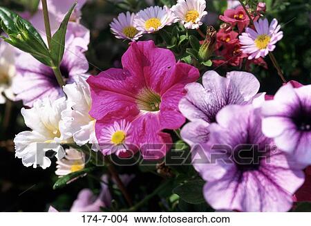 Close, Nature, Botanical, Floral, Up, Blossom, Bunch View Large Photo Image Picture - Close, Nature, Botanical, Floral, Up, Blossom, Bunch. Fotosearch