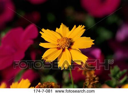Stock Image - Close-up, Fresh, Floral, Blooming, Coreopsis, Close, Blossom. Fotosearch