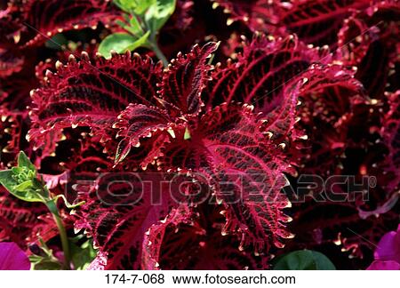Closeup, Botanical, Up, Close-up, Outdoors, Nature, Bloom View Large Photo Image Stock Photo - Closeup, Botanical, Up, Close-up, Outdoors, Nature, Bloom. Fotosearch