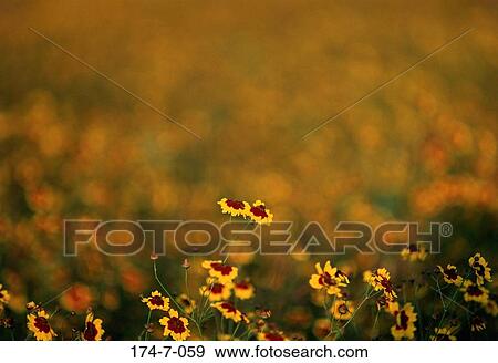 Coreopsis, Bloom, Botanical, Flower, Fresh, Floral, Wild View Large Photo Image Stock Photo - Coreopsis, Bloom, Botanical, Flower, Fresh, Floral, Wild. Fotosearch